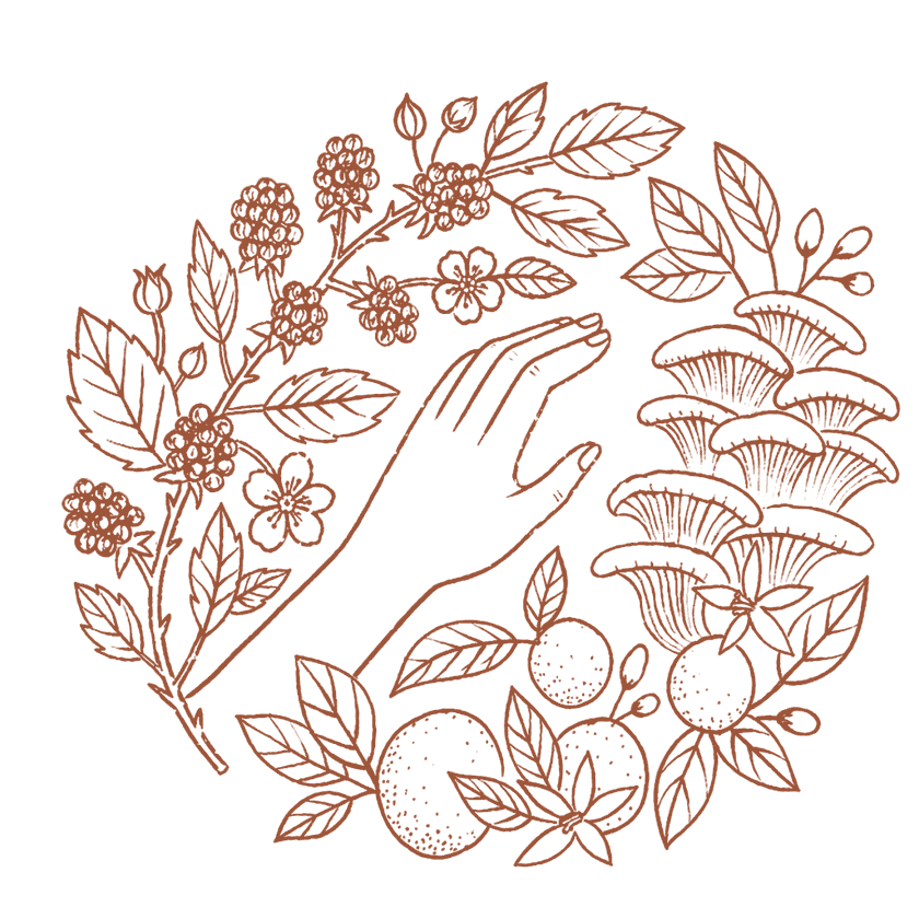 Weekday Forager: a hand reaching toward blackberries, oyster mushrooms and citrus, drawn in terracotta line art